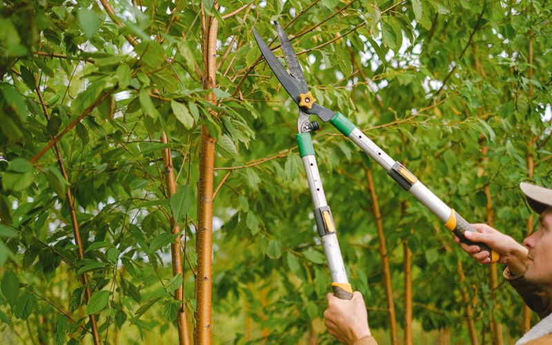 Tree trimming in Mount Pleasant, IA