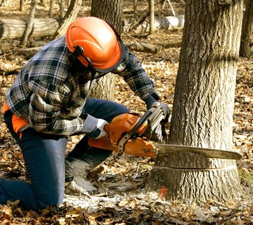Tree Removal in Mount Pleasant, IA